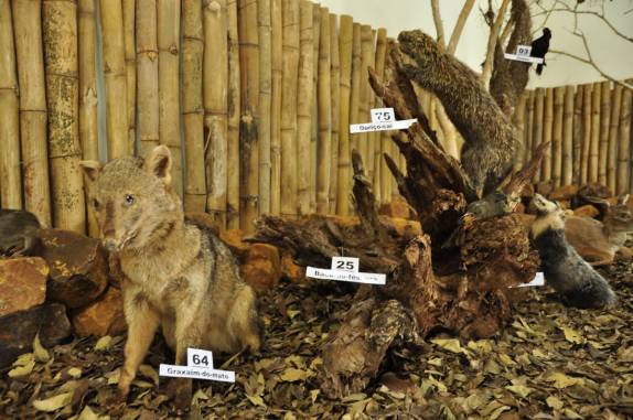 Animais empalhados do Parque do Turvo, onde está o Salto Yucumã, na fronteira entre Brasil e Argentina, no município de Derrubadas, no Rio Grande do Sul